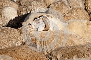 Ram with Flock of Sheep