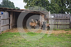 Ram and goats in the yard