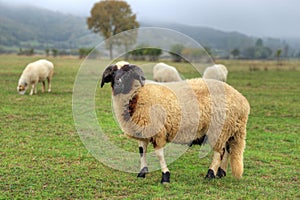 Ram on grass in the field