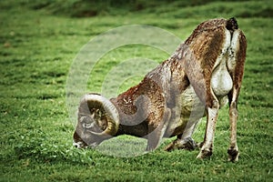 Ram on the Grass