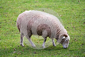 Ram grazing in a green grass field