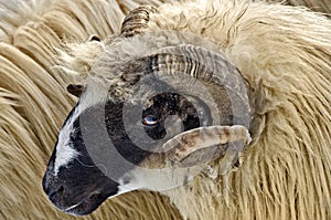 Ram head