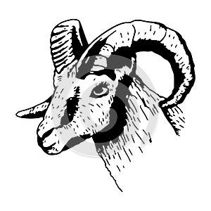 Ram head with horns in sketch style. Vector isolated illustration of a farm animal