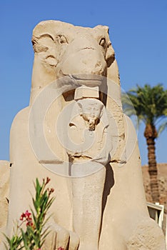 Ram-headed sphinx