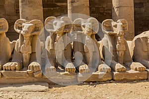 Ram headed sphinxes in the Amun Temple enclosure in Karnak, Egy