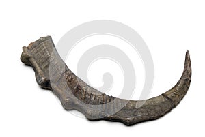 Ram horn photo