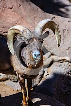 A ram with horns is standing in front of a rock