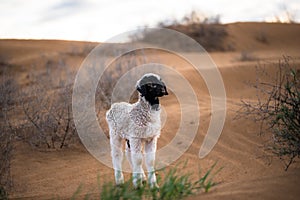 Ram kid, Kalmykia region, Russia.