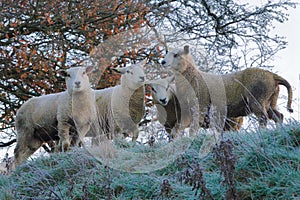 Ram Lambs on a frosty morning.