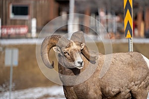 Ram male bighorn sheep standing along a road in Radium Hot Springs, looking off to the right