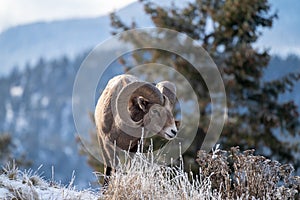 Ram male bighorn sheep standing on the edge of a cliff with frosty winter grasses