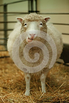 DOLLY THE CLONED SHEEP in the world