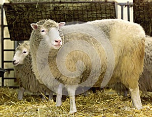 DOLLY THE CLONED SHEEP in the world