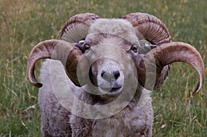 A ram with nice horns photo