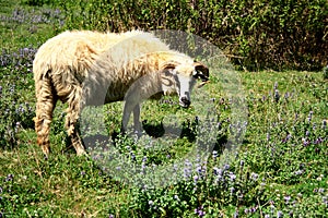 Ram in pasture