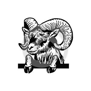 Ram - Peeking Ram head hand-drawn graphic. Retro engraving with farm animal for packaging in markets and shops. Vector