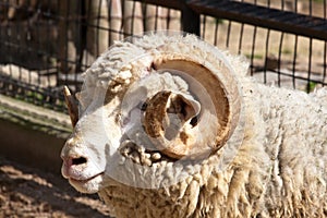 Ram portrait