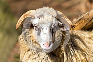 Ram or rammer, male of sheep