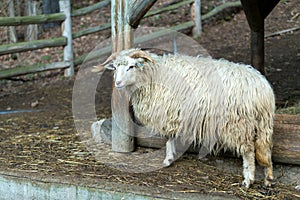 Ram or rammer, male of sheep