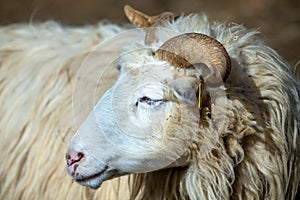 Ram or rammer, male of sheep