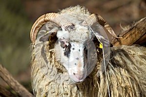 Ram or rammer, male of sheep