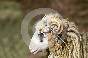 Ram or rammer, male of sheep