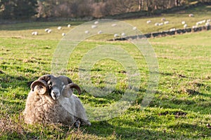 Ram resting on grassy meadow