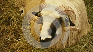 Ram rummaging food in the stable