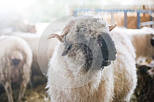 Ram sheep in a lambing pen during the lambing season