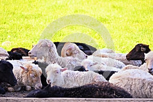 Ram, sheep lying on the grass