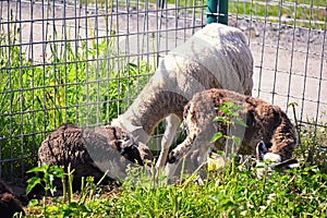 Ram, sheep lying on the grass