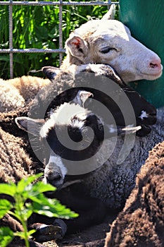 Ram, sheep lying on the grass