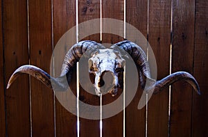 Ram skull