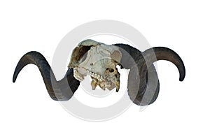 Ram skull with big horn