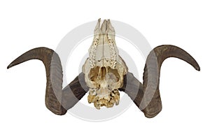 Ram skull with big horn