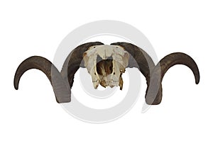 Ram skull with big horn