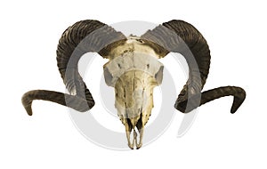 Ram skull with big horns isolated on white