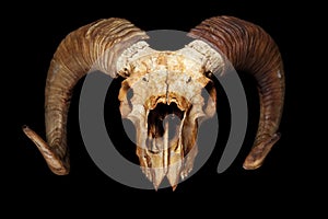 Ram skull isolated on the black background