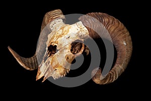 Ram skull isolated on the black background