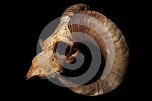 Ram skull isolated on the black background