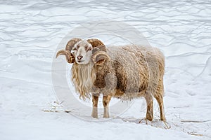 Ram on the snow