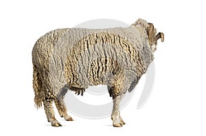 Ram Sopravissana sheep looking back with big horns, isolated on white