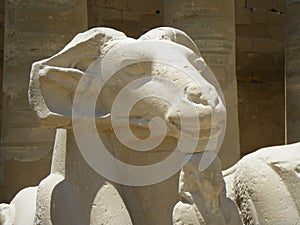 Ram statue at Karnak Temple, Luxor / Egypt