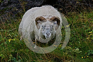 A ram threating you, from Iceland.