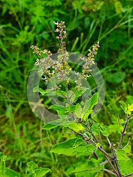 Ram Tulsi Ocimum Gratissimum Basil Ayurvedic Medicine Plant