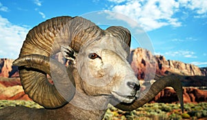 A Ram at the Vermilion Cliffs