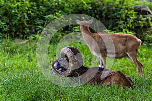 Ram in Wildpark Neuhaus