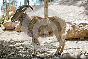 Ram at Zoo