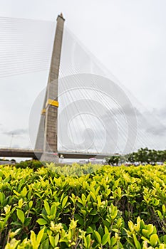 Rama8 Bridge, Thailand