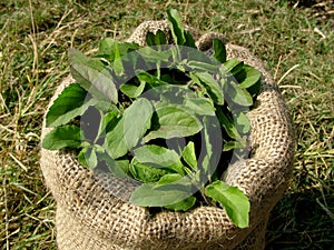 Rama Tulsi holy basil